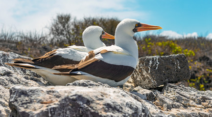 A couple of Nazca Boobies (Sula Granti) during the reproduction and nesting season on Espanola Island, Galapagos Islands national park, Ecuador.
