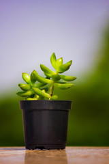 Green succulent type plant in a pot with blurred background