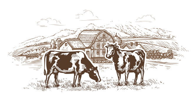 Dairy farm. Cows graze in the meadow. Rural landscape, village vintage sketch