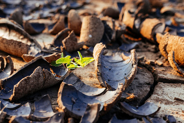 Small green plant at dry soil