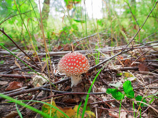 young fly agaric in the grass