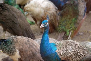 A handsome peacock on brown background