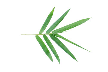 Obraz premium Bamboo leaves isolated from the white background (2)