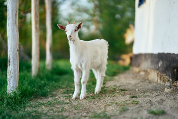 goat on a meadow