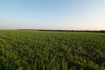 Fototapeta na wymiar large field full with Green crops