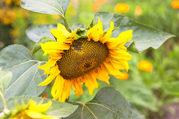 Naklejka premium blooming sunflower close-up
