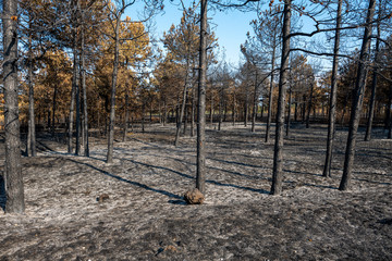 burned trees in the forest after a fire