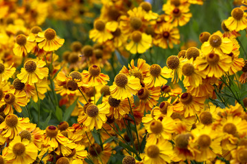 yellow flowers on a green meadow
