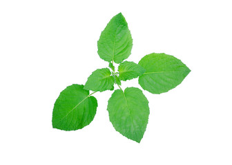 Naklejka na ściany i meble Green leaves isolated from white background 