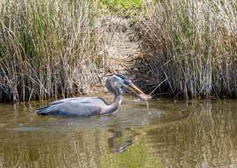 A Blue Heron catches a bullhead in a pond at Market Lake, Idaho.