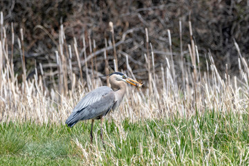 Blue Heron
