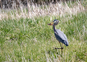 Blue Heron