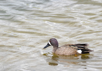 Blue Winged Teal