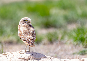Burrowing Owl