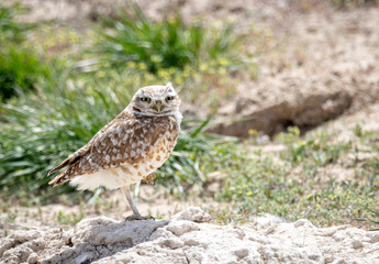 Burrowing Owl