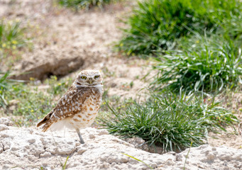 Burrowing Owl