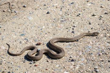 Garter Snake