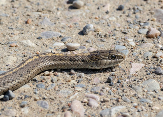 Garter Snake
