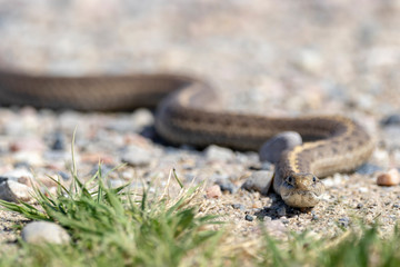 Garter Snake