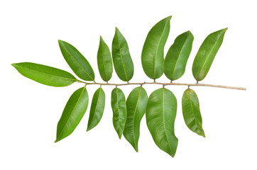 Green leaves isolated from white background 