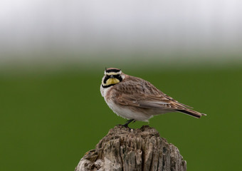 Horned Lark