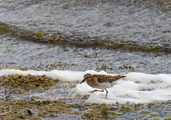 Least Sandpiper