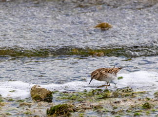 Least Sandpiper