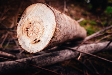 Winter is the time to use the wood of the logs cut in the woods to burn it in the fireplaces.