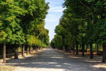 Fototapeta na wymiar schonbrunn palace park trees