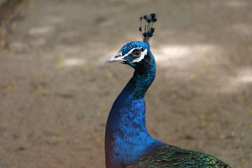 Fototapeta premium A smart deep blue peacock in a zoo