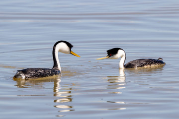 Western Grebes