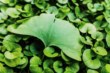 Concept of being special, a single leaf stands out from the rest of the plants, with muted tones...