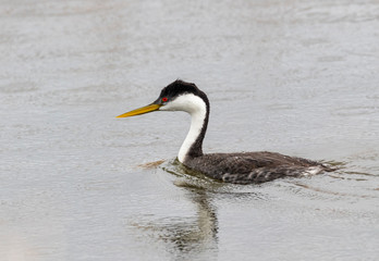 Western Grebe