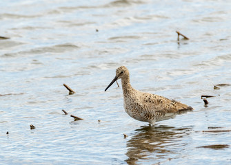 Willet