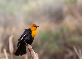 Yellow Headed Blackbird