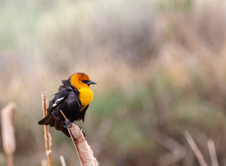 Yellow Headed Blackbird