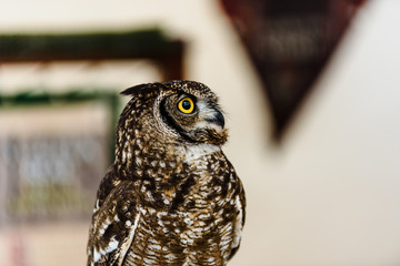 Portrait of a eagle owl, Bubo bubo, bright eyed captive at a falconry festival.Portrait of a eagle owl, Bubo bubo, bright eyed captive at a falconry festival.