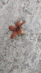 snail on stone