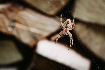 Close-up photo of spider on the web. Arthropods, entomology