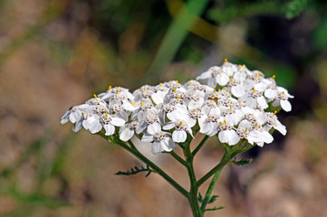 Schafgarbe (Achillea millefolium) - yarrow  © bennytrapp