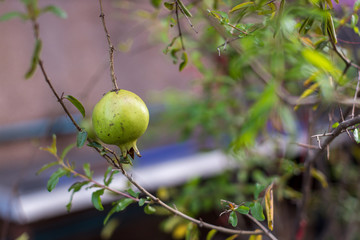 Romegranate fruit on tree branch in the garden. Colorful image with place for text, close up. Miniature Pomegranate , Punica Granatum , tropical fruit growing on a tree