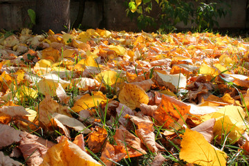 Obraz premium Bright orange and yellow autumn dry leaves on the green grass, illuminated by the sun. Autumn background with free space for text.