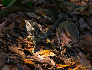 A Jezus Christ lizard (Basiliscus basiliscus) in its natural environment inside Corcovado national park, Osa Peninsula, Costa Rica, Central America.