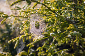 Multiple spider webs on pine tree. Arthropods, entomology
