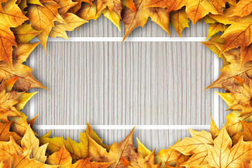 Naklejka na ściany i meble Colorful autumn dry leaves border frame on white painted rustic barn wood blanks background. Empty space for copy, text, lettering. Horizontal postcard template