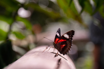 Butterfly with closed wings sits on a wooden ground