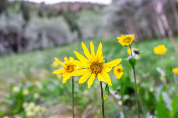 Macro of yellow flowers on Conundrum Creek Trail in Aspen, Colorado in 2019 summer bloom