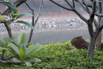 Capivara Tietê