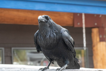 Crow sitting on aence