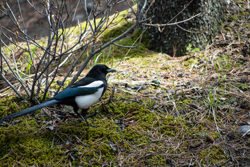 English magpie looking for food